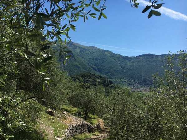 Extra virgin olive oil and wine | Agriturismo Maso Bergot | Your Farm Holiday on Lake Garda, in Arco, in Trentino.