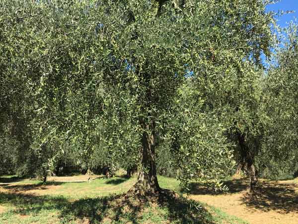 Natives Olivenöl extra und Wein | Agritur Maso Bergot | Ihr Agritur am Gardasee in Arco im Trentino.