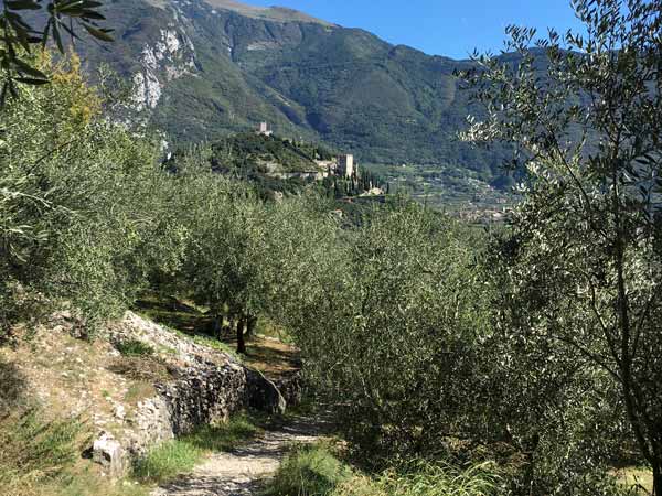 Olio extravergine di oliva e vino | Agriturismo Maso Bergot | Il vostro agriturismo sul lago di Garda, ad Arco, in Trentino.